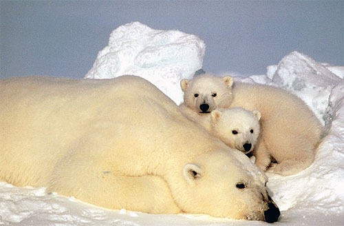 jpg Obligations for polar bear protection met, judge rules