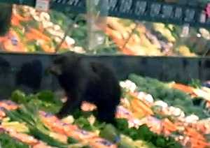 jpg Little Bear tiptoes through Tatsuda's produce 