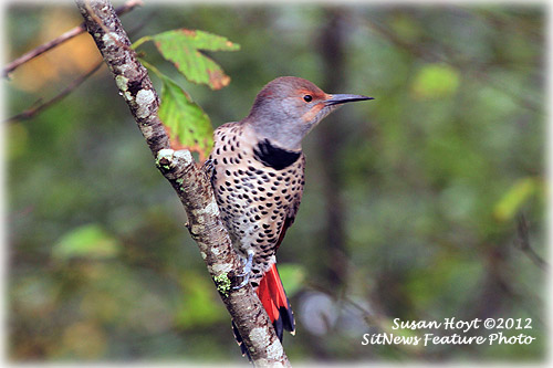 Front Page Photograph by SUSAN HOYT