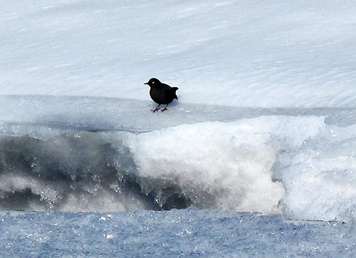 jpg Dipper swims throughout Alaska winters 