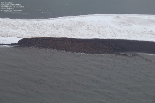 jpg SitNews: Aerial surveys of arctic marine mammals photograph walrus haulout site; Scientists call behavior a new phenomenon