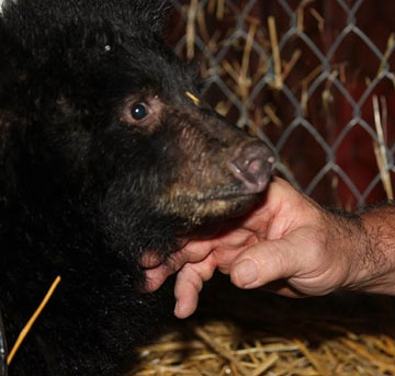 jpg Seward Bear Cub Finds New Home in Sitka