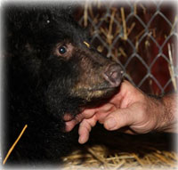 Seward Bear Cub Finds New Home in Sitka