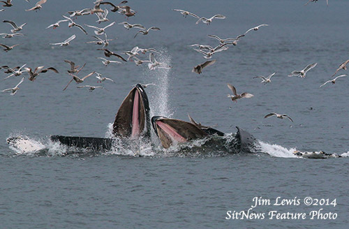 Front Page Photograph By JIM LEWIS