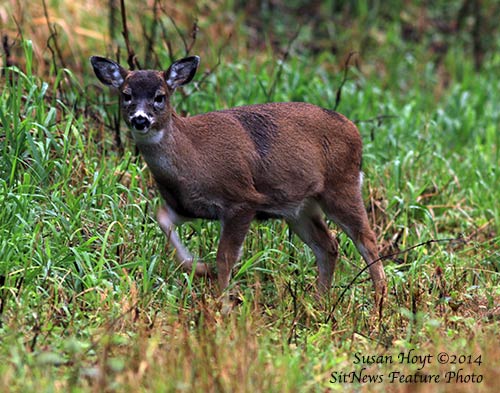 Front Page Photograph By SUSAN HOYT