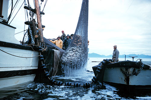 jpg Report finds 2013 U.S. seafood landings and value increased from 2012