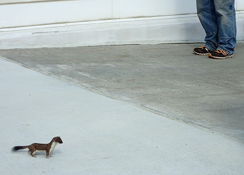 jpg An ermine, or short tailed weasel