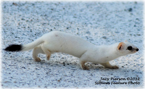 jpg Southeast Alaska Ermine