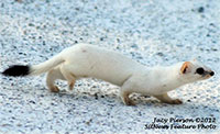 Urban ermine inspires weasel-related questions 