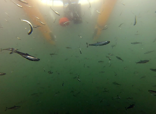 jpg Four gram juvenile chum salmon on their first day of freedom. An echosounder visible on the surface is measuring their density.