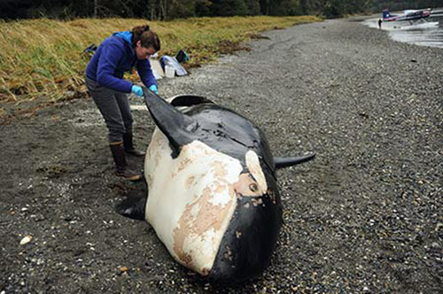jpg Scientists conduct full necropsy to determine what killed "offshore" killer whale 