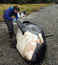 Scientists conduct full necropsy to determine what killed "offshore" killer whale