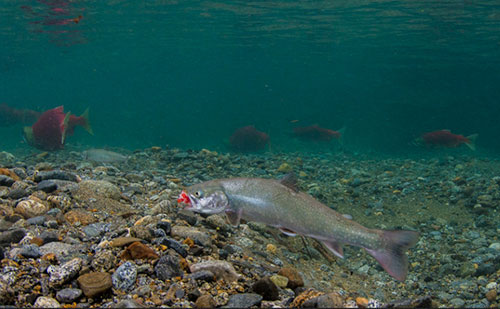 jpg Alaskan trout choose early retirement over risky ocean-going career 