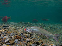 Alaskan trout choose early retirement over risky ocean-going career 