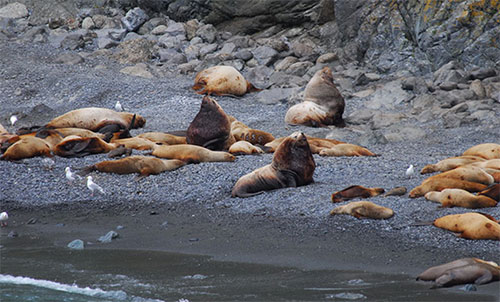 jpg Mixing new technology and people power for an accurate count of endangered Steller sea lions 