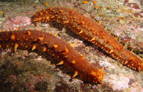 jpg Sea Cucumber Harvest Impacted by Sea Otters 