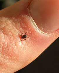 Exotic ticks found on Alaska dogs, Alaskans 