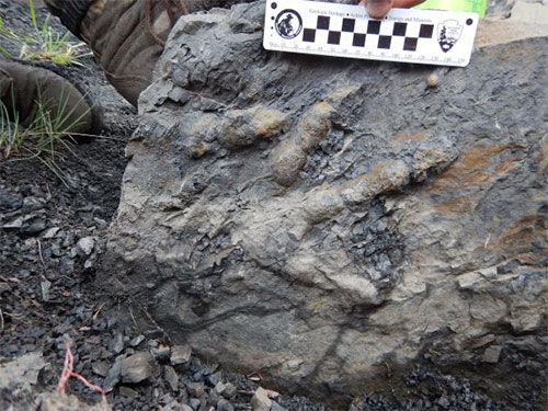jpg First dinosaur bones found in Denali National Park