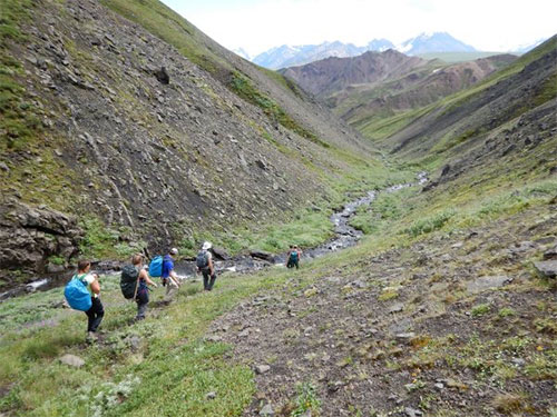 jpg A team of UAF students and paleontologists, along with Denali National Park employees, explore Denali’s backcountry in search of dinosaur fossil in July 2016.