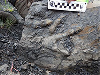 First dinosaur bones found in Denali National Park; Discovery comes ten years after first evidence of dinosaur record in the area