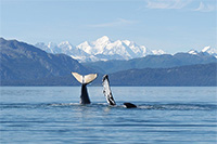 Study finds local fidelity key to ocean-wide recovery of humpback