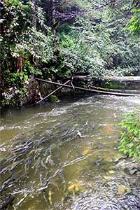 How will salmon survive in a flooded future? New research from Alaska analyzes 800 watersheds and suggests that intact flood plains may mitigate for a warmer, wetter future