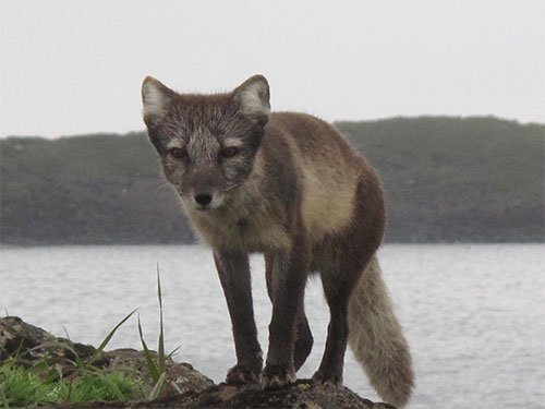 jpg Rabies endures with help of the arctic fox