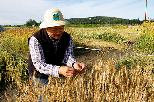 jpg Researchers continue quest for Northern spring wheat variety 