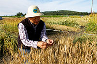 Researchers continue quest for Northern spring wheat variety