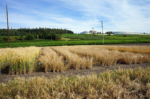 jpg A test plot of spring wheat varieties at the Fairbanks Experiment Farm in 2016.