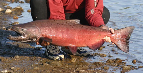 jpg Salmon could win and lose in changing climate
