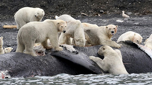 jpg Polar bears gorged on whales to survive past warm periods; won't suffice as climate warms 