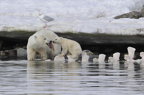 jpg A female polar bear and cub feed on the remains of a dead whale that washed ashore ...