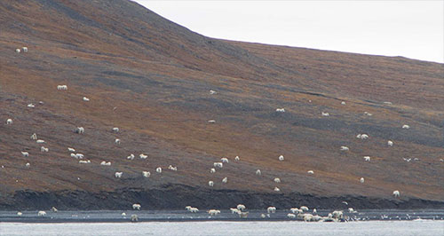 jpg Dozens of polar bears make their way to shore to feed on a bowhead whale on Wrangel Island in Chukotka, Russia. In total, more than 180 bears were seen feeding on this single whale carcass in September 2017.