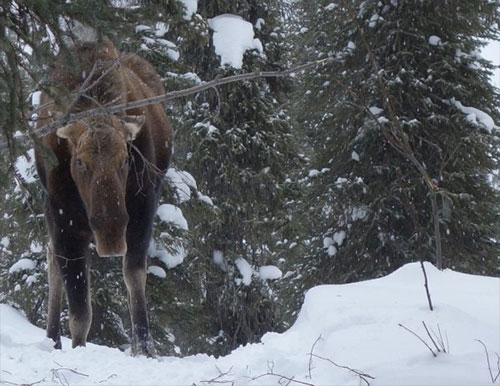 JPG In winter, moose like this one require about 30 pounds of frozen twigs each day to survive.