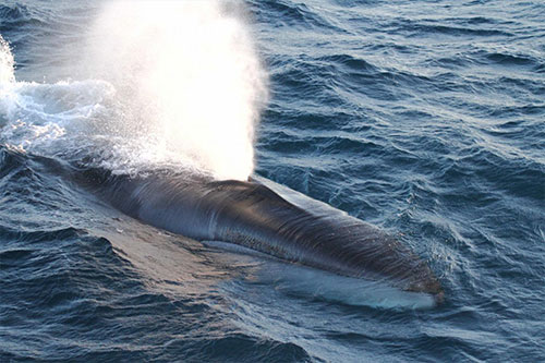 jpg Genetics reveal Pacific subspecies of fin whale
