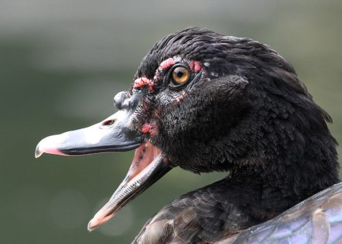 Researchers use open-access bird data to track avian influenza