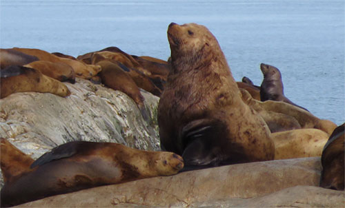 Steller sea lions and mercury