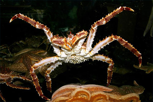  Red King Crab and Snow Crab Declines in 2022 
