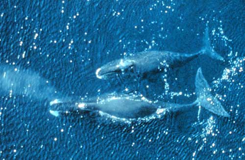 jpg bowhead whales