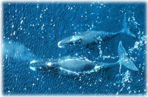 jpg Bowhead whales