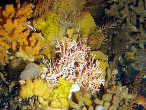 jpg coral