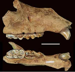 jpg  brown bear fossil