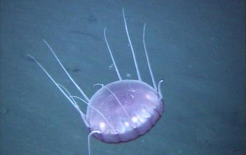 jpg jellyfish