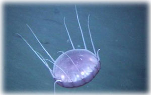 jpg jellyfish