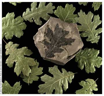 jpg leaf fossil