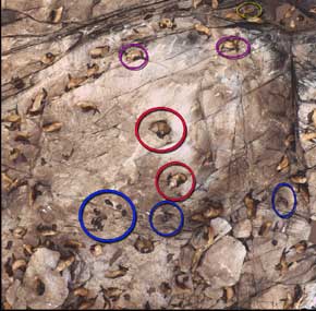 jpg Aerial view of Steller sea lions in pup count