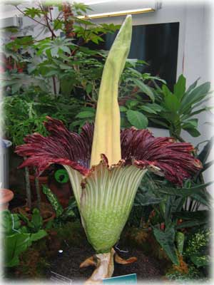 jpg botanical superstar - titan arum