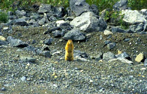jpg arctic ground squirrel