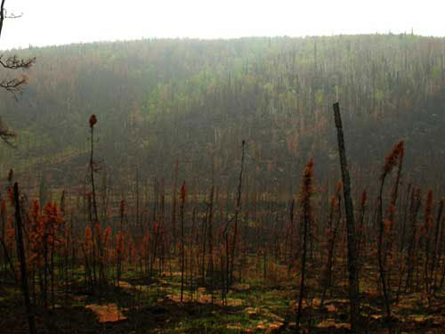 jgp Smoke from Alaska's record wildfires..